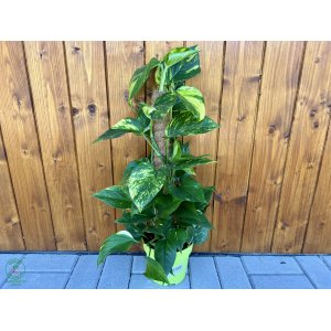 Scindapsus pinnatý (Epipremnum pinnatum)  - výška 50-60 cm, kont. C2L - NA KOKOSOVEJ TYČI 